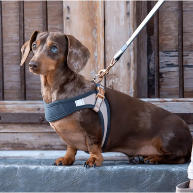 Rogz Pettorina Fast Fit Tortora - Pettorine
