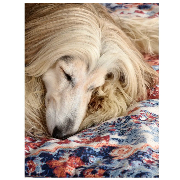 Seletti - Tappeto Pets (R)evolution - Cucce