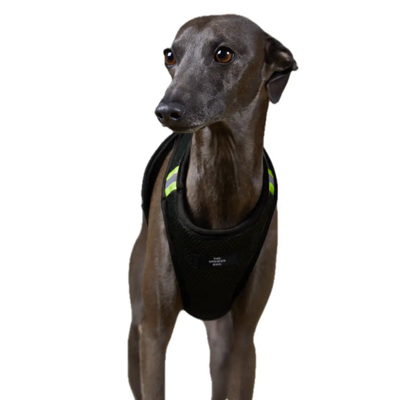 The Striped Dog - Chroma Nero - Pettorine