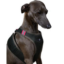 The Striped Dog - Chroma Verde Militare - Pettorine