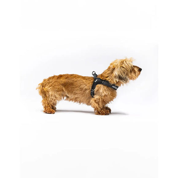 United Pets - Citylife - Pettorina aggancio rapido - Pettorine