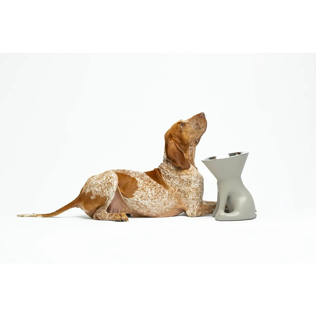 United Pets - Elizabeth - The Queen of Bowls - Ciotole