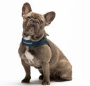 United Pets - Citylife - Pettorina aggancio rapido in Jeans-5
