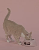 United Pets Comedero Pappy Verde-10